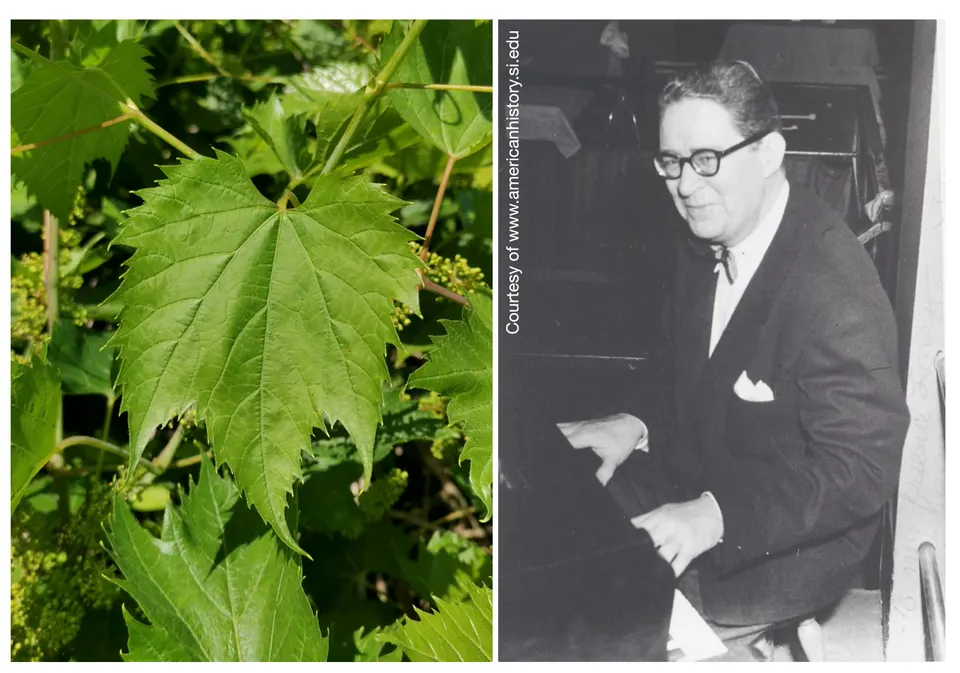 Una vite scoperta nell'Oltrepò Pavese dedicata al jazzista Joe Sullivan
