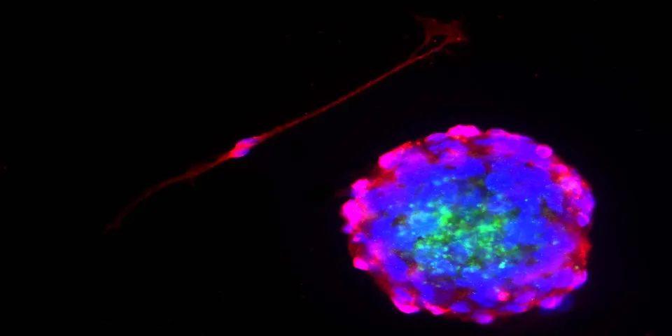 Pavia, al via il Master in Microscopia e Metodologie Analitiche Correlate
