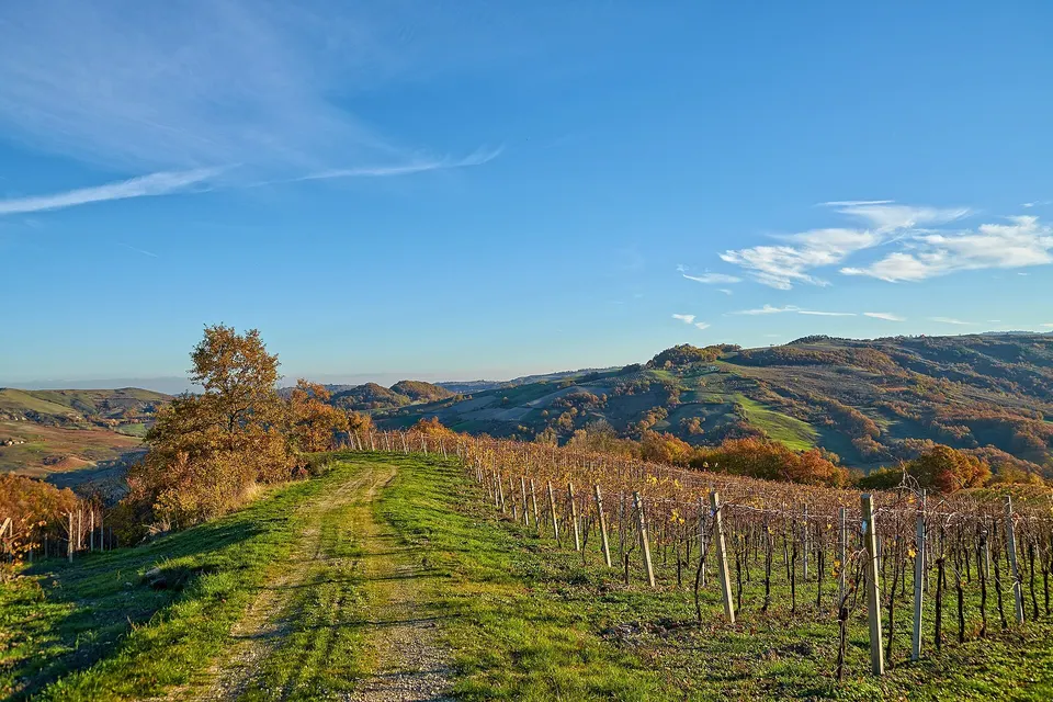 Vigneti d'autunno